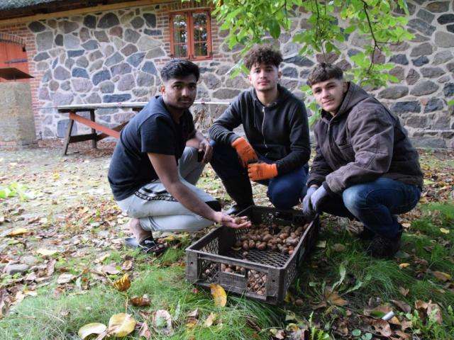 Walnußernte am Lehmmuseum Gnevsdorf Drei Jugendliche knien vor einer Kiste mit geerneteten Walnüssen. Im Hintergund ein Feldsteingebäude, das das Lehmuseum Gnevsdorf beherbergt