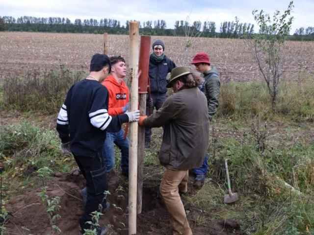 Pflanzpfähle Die Pflanzpfähle aus Holz, die den jungen Baum halten sollen, werden in die Erde gerammt.